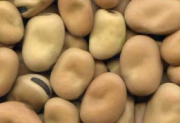 Faba bean 500g 